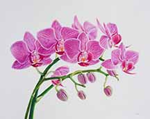 Seven Orchids